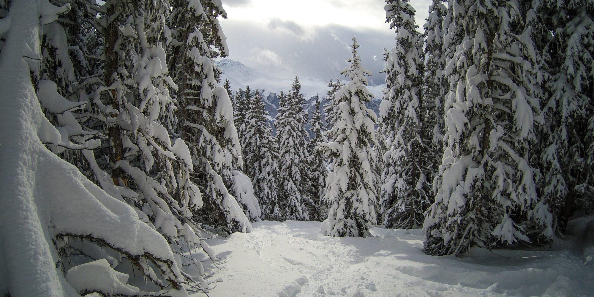 Snow-laden pines lining a quiet run through the trees